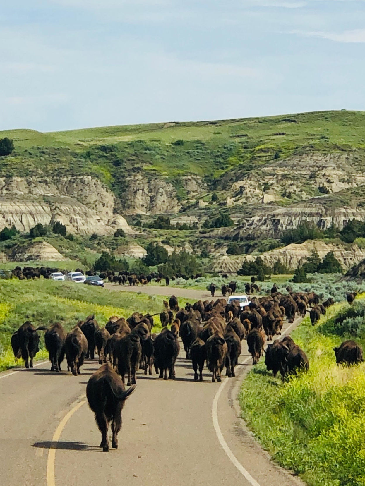 Theodore Roosevelt National Park Buffalo Herd